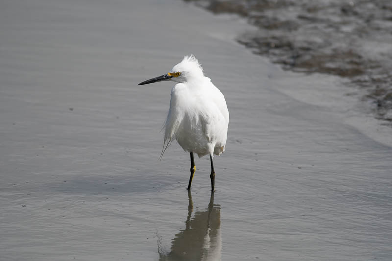 Amerikaanse Kleine Zilverreiger